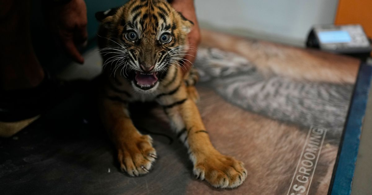 World’s most endangered tigers born in Greece as zoos build a safety net