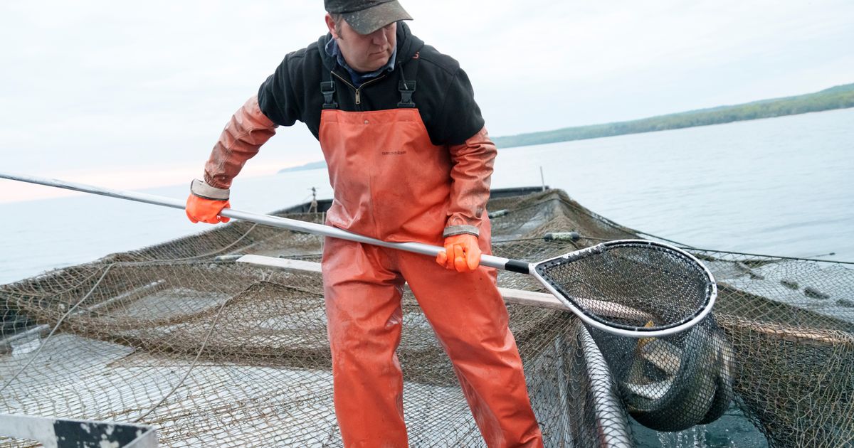 With no time to spare, Michigan hatches a Great Lakes whitefish rescue plan