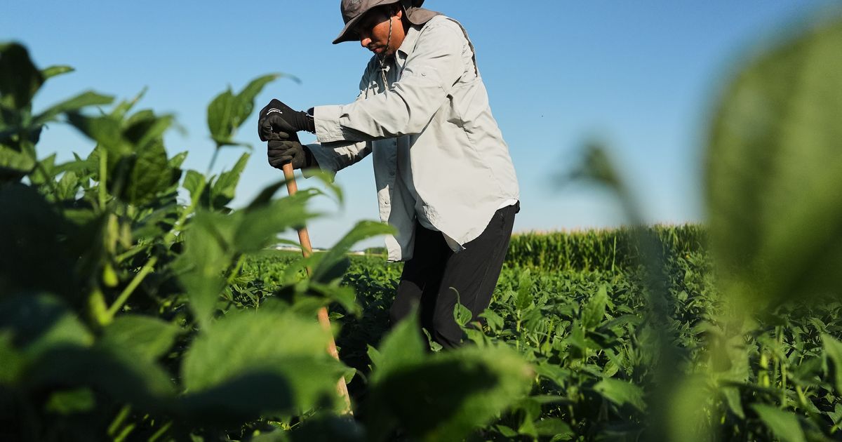 Scientists hope deeper-rooted soybeans can withstand climate extremes and store more carbon