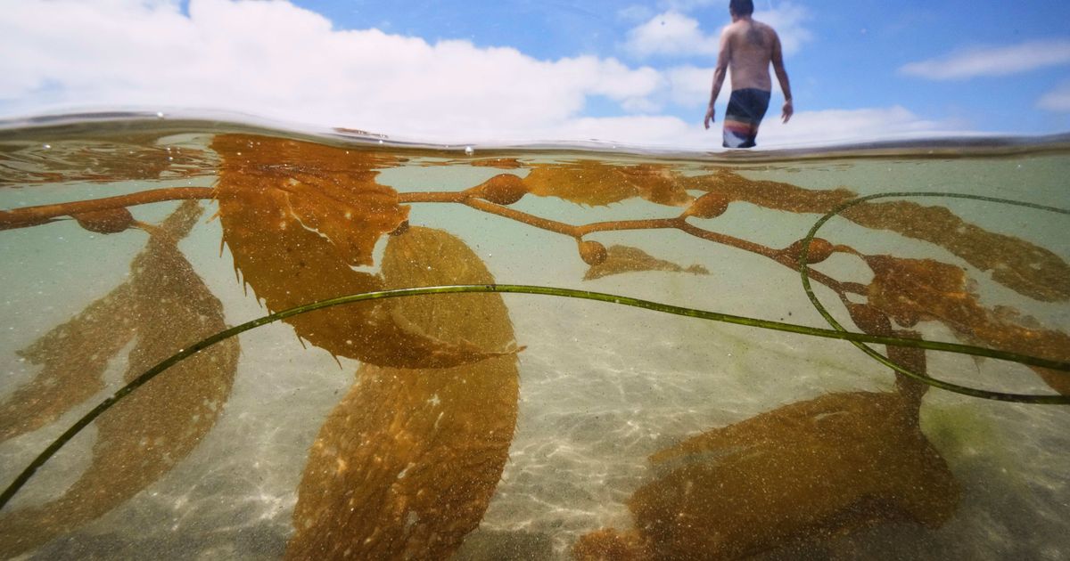 California officials allow plans for the country’s biggest kelp farm to move forward