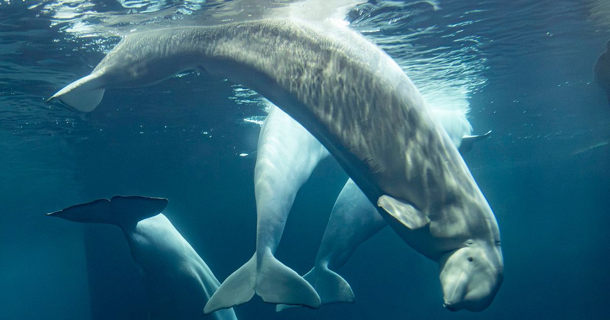 2 more beluga whales die at Chicago aquarium, including 1 recently rescued from Canada