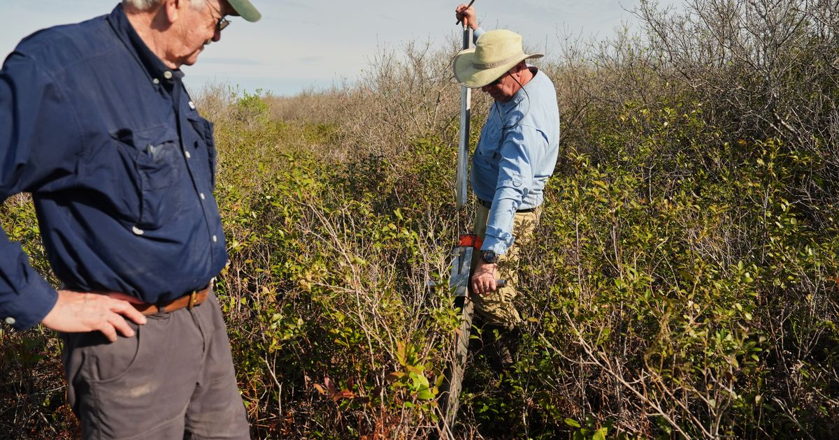 In North Carolina, a race is on to restore critical peatland before it dries up or is destroyed