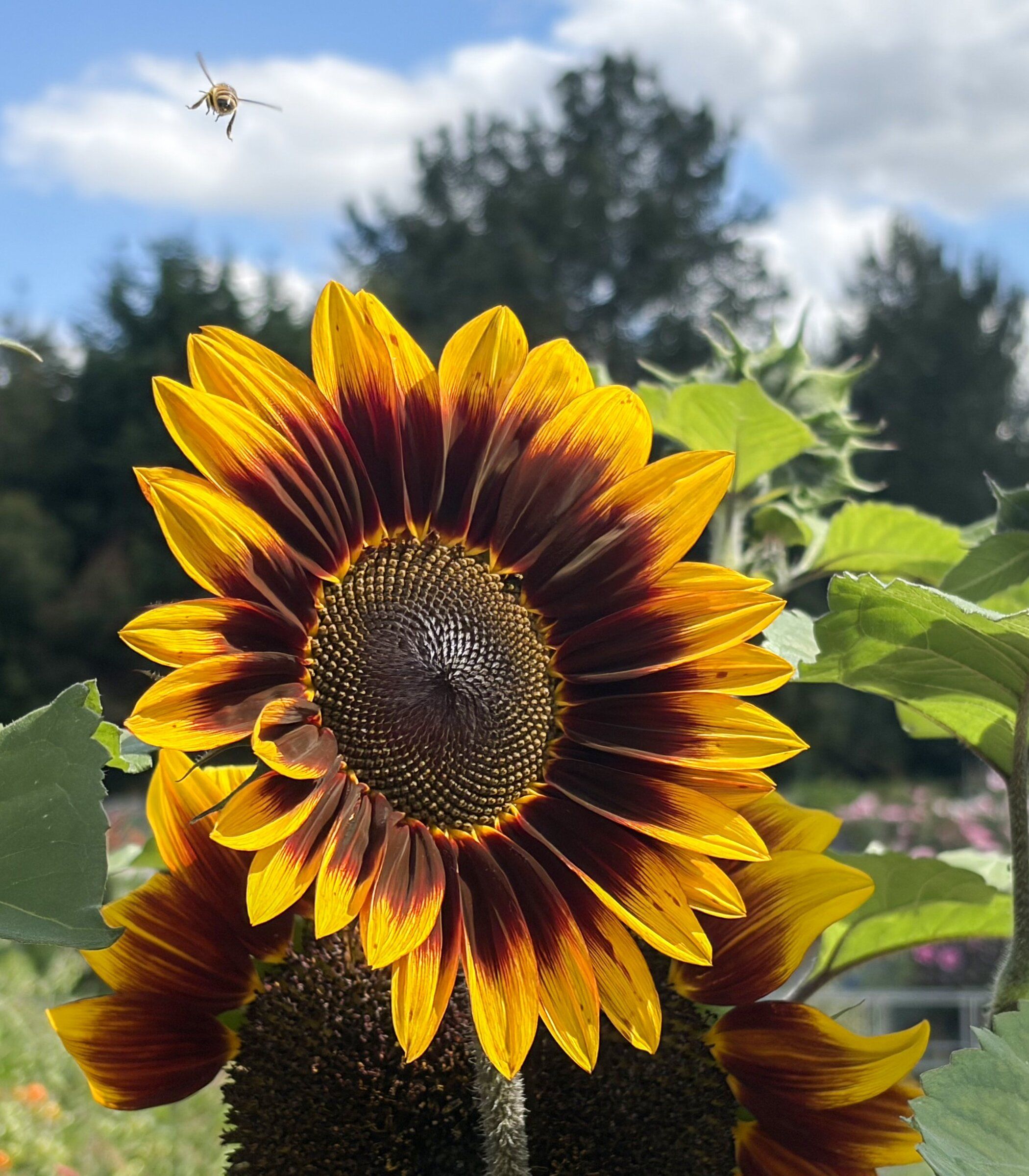 Honeybee buzzing around at Marymoor Community Garden. (Rachael Welch)