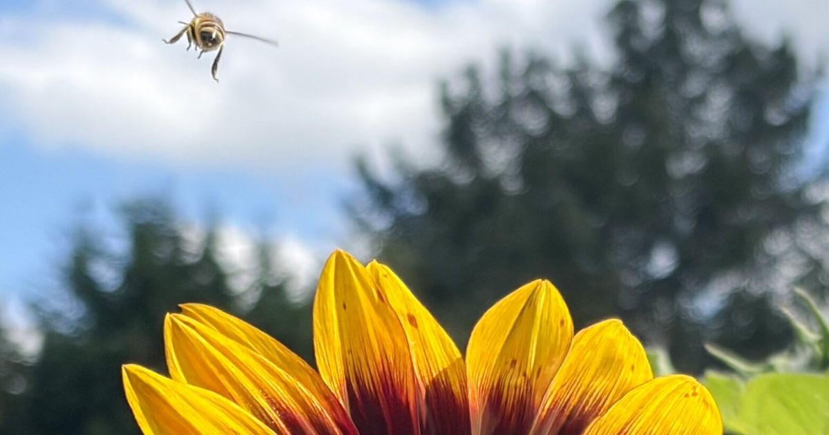 Bee buzzes in for sunflower fun in Redmond