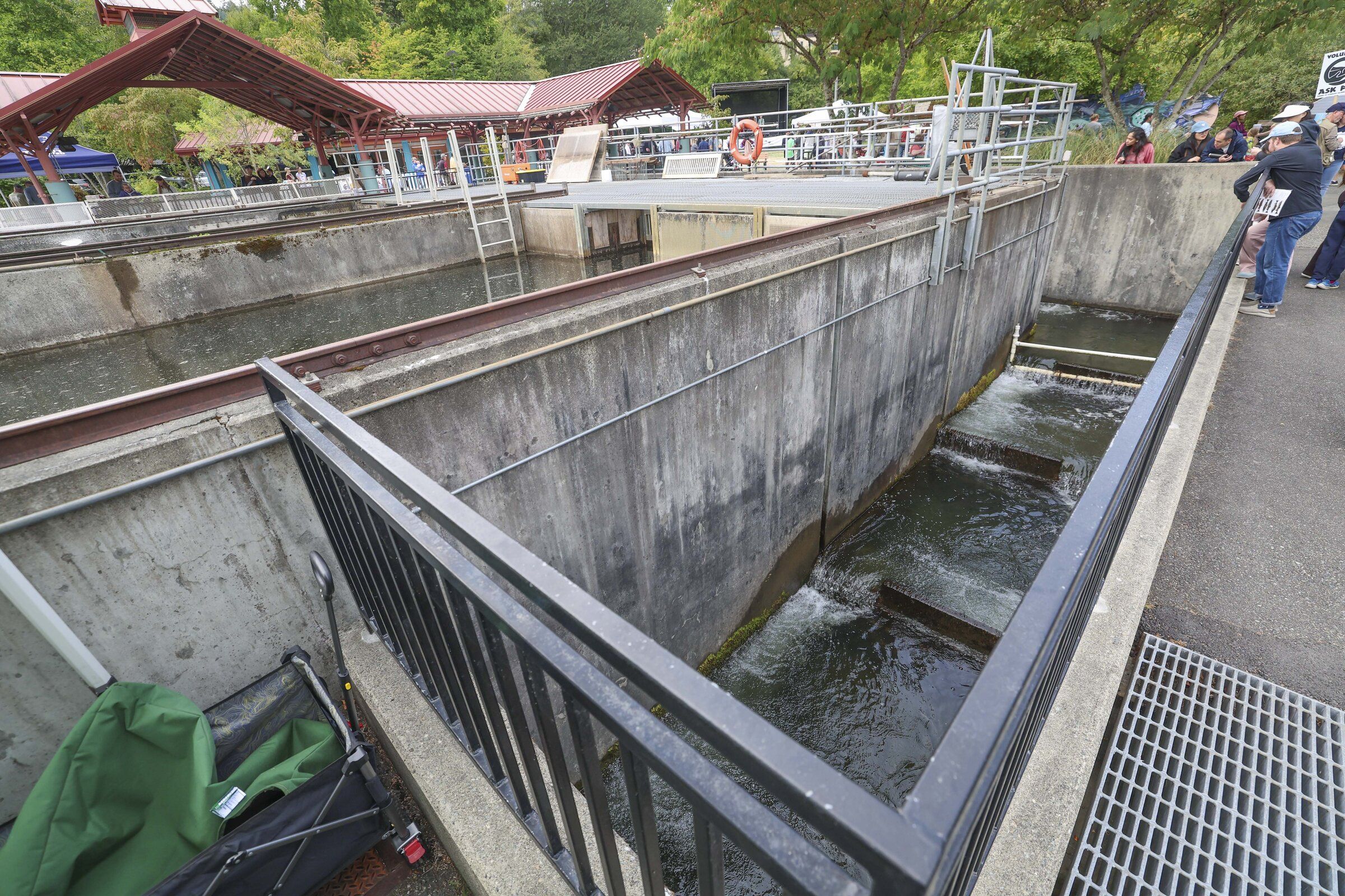 People stop to watch salmon swim up the fish ladder at the Issaquah Salmon Hatchery. (Ivy Sebayo / The Seattle Times)