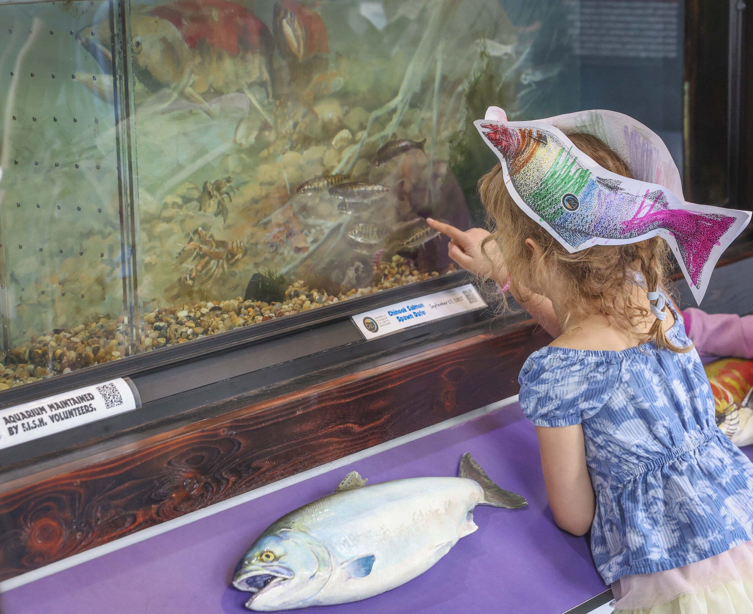 Six-year-old Natalia Hallett looks at a Chinook salmon at the Issaquah Salmon Hatchery. (Ivy Sebayo / The Seattle Times)