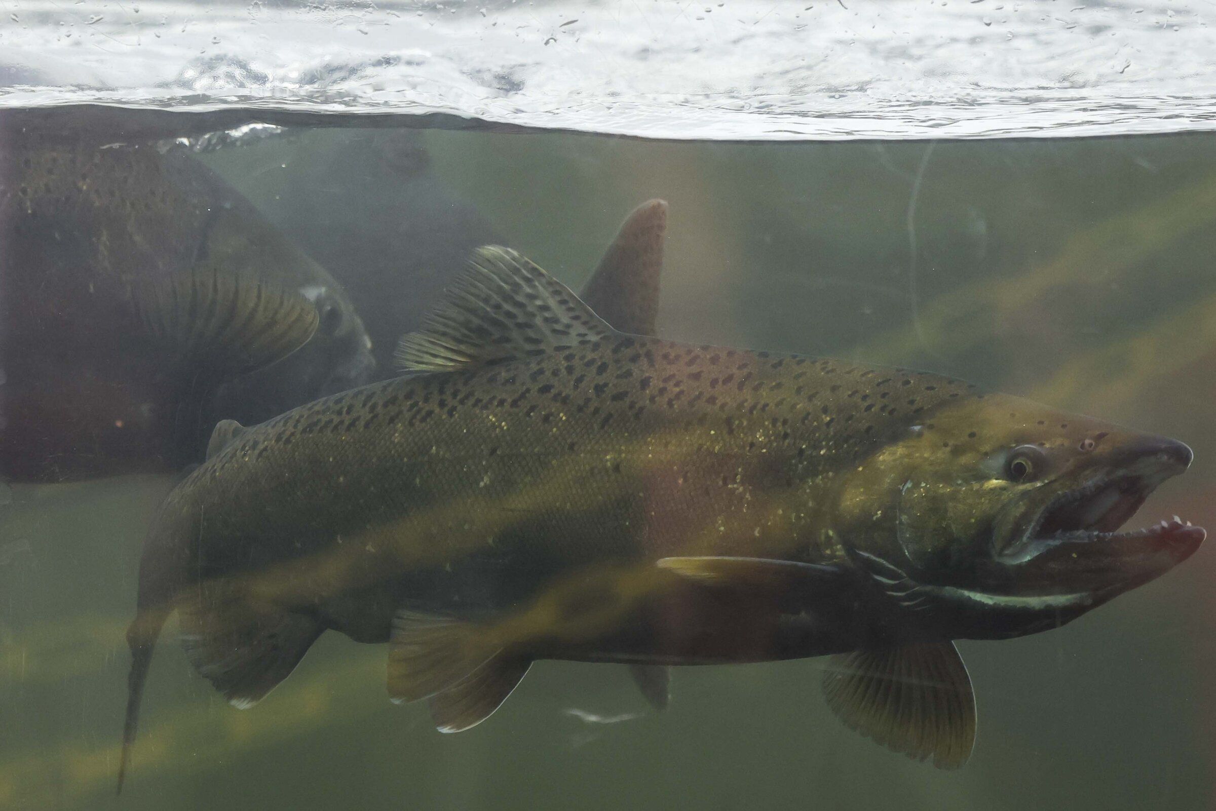 A salmon swimming upstream is observed from a viewing platform at the Issaquah Salmon Hatchery. (Ivy Sebayo / The Seattle Times)