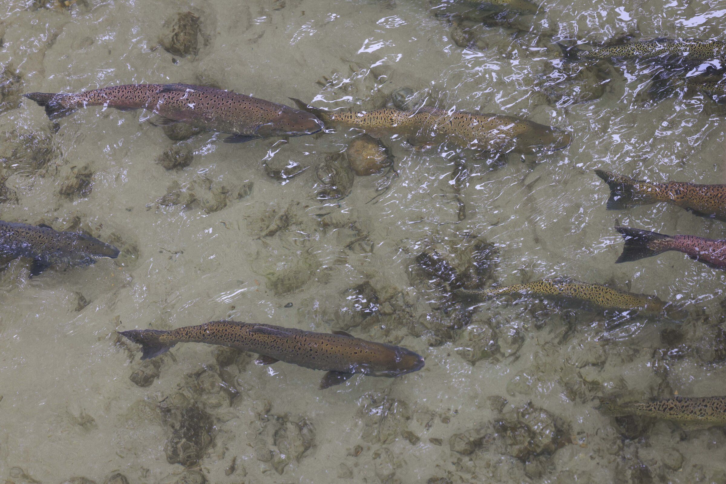 A salmon swims upstream in Issaquah Creek. (Ivy Sebayo / The Seattle Times)