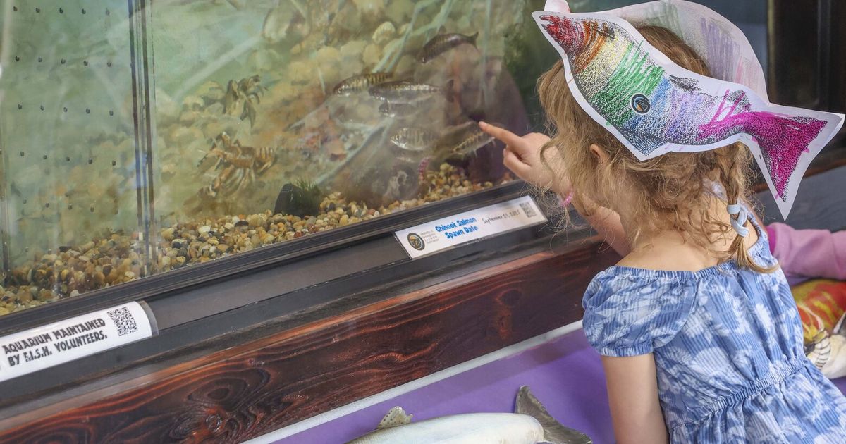 Issaquah Salmon Hatchery supports fish population, gives public a view