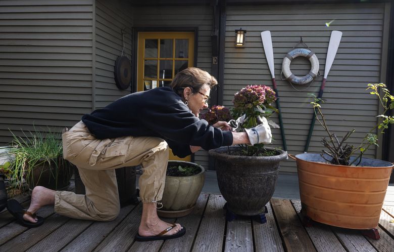 Laurie Kinerk prunes a plant in front of her floating home on Lake Union in the Eastlake neighborhood. Kinerk has lived in the home for 42 years. (Ken Lambert / The Seattle Times)