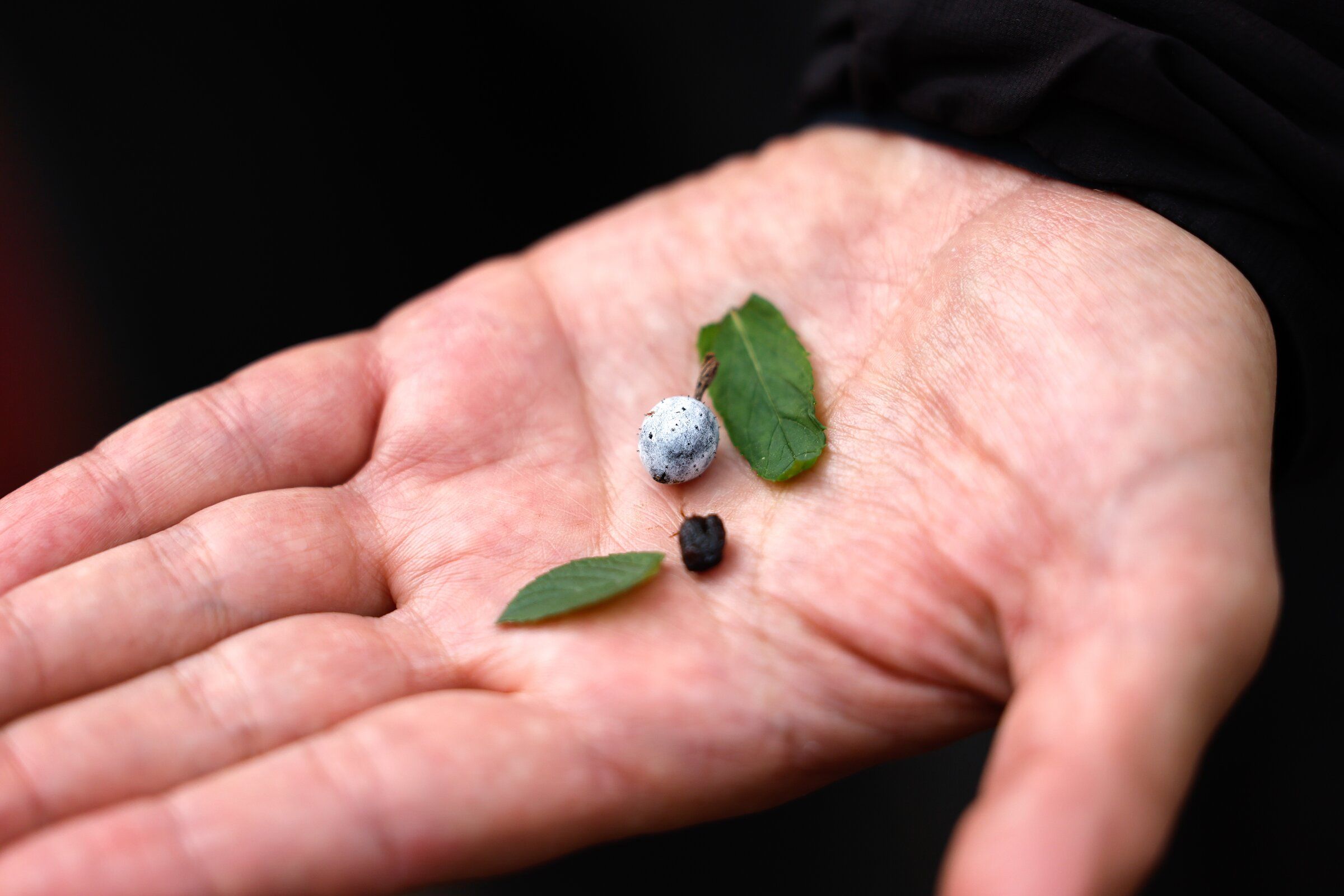 Beacon Food Forest sows many edible plants for community harvest | The ...