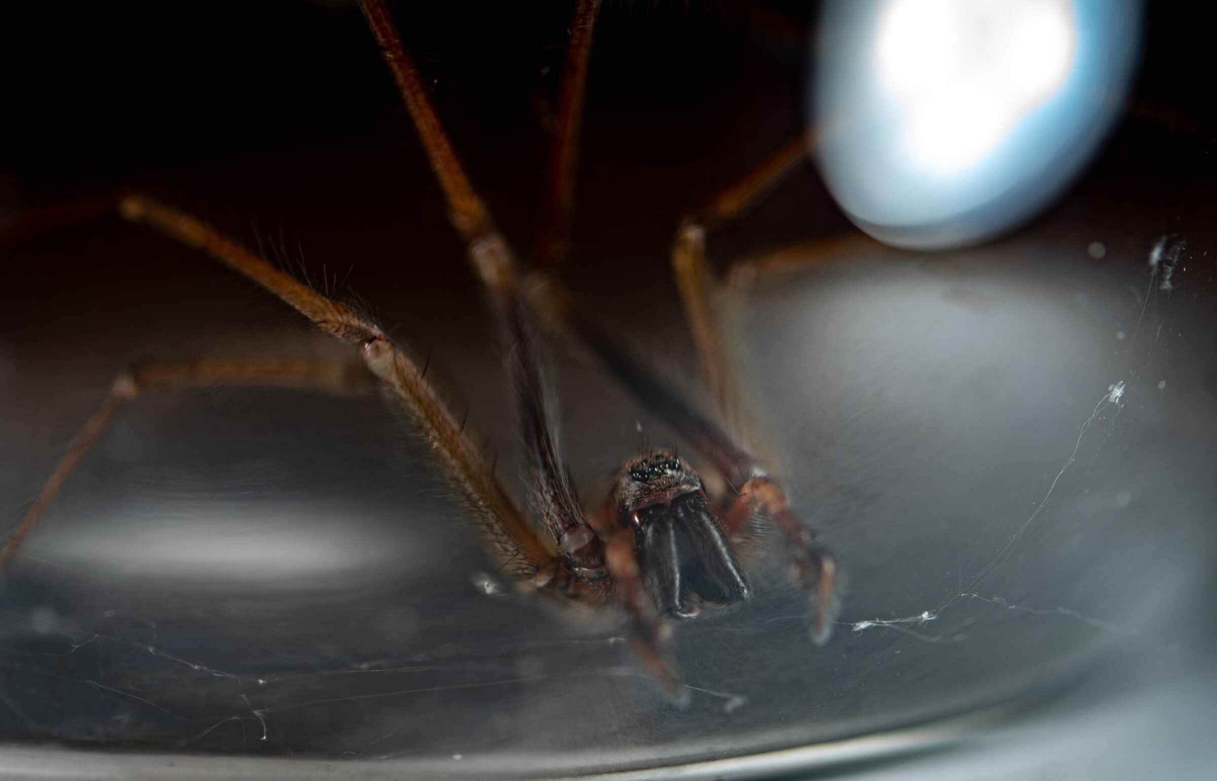A male Eratigena atrica, also known as a giant house spider, in Portland, Oregon, on Aug. 2, 2024. The spider was found crawling out of a pile of scattered laundry. (Mark Graves / TNS)