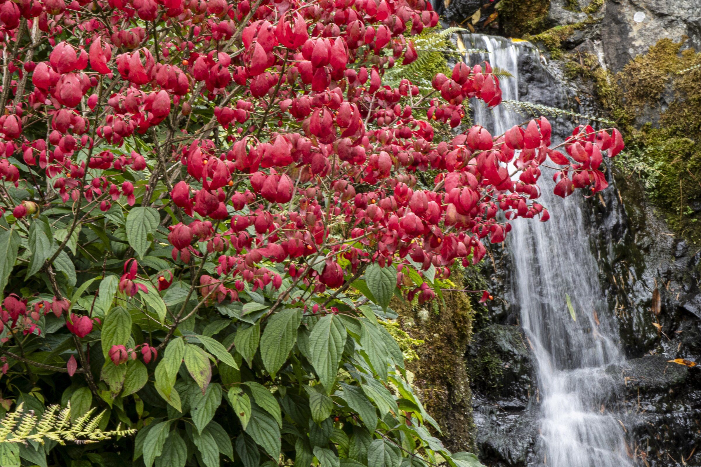 Fall colors at Kubota Garden on Thursday afternoon in Seattle. (Kevin Clark / The Seattle Times)