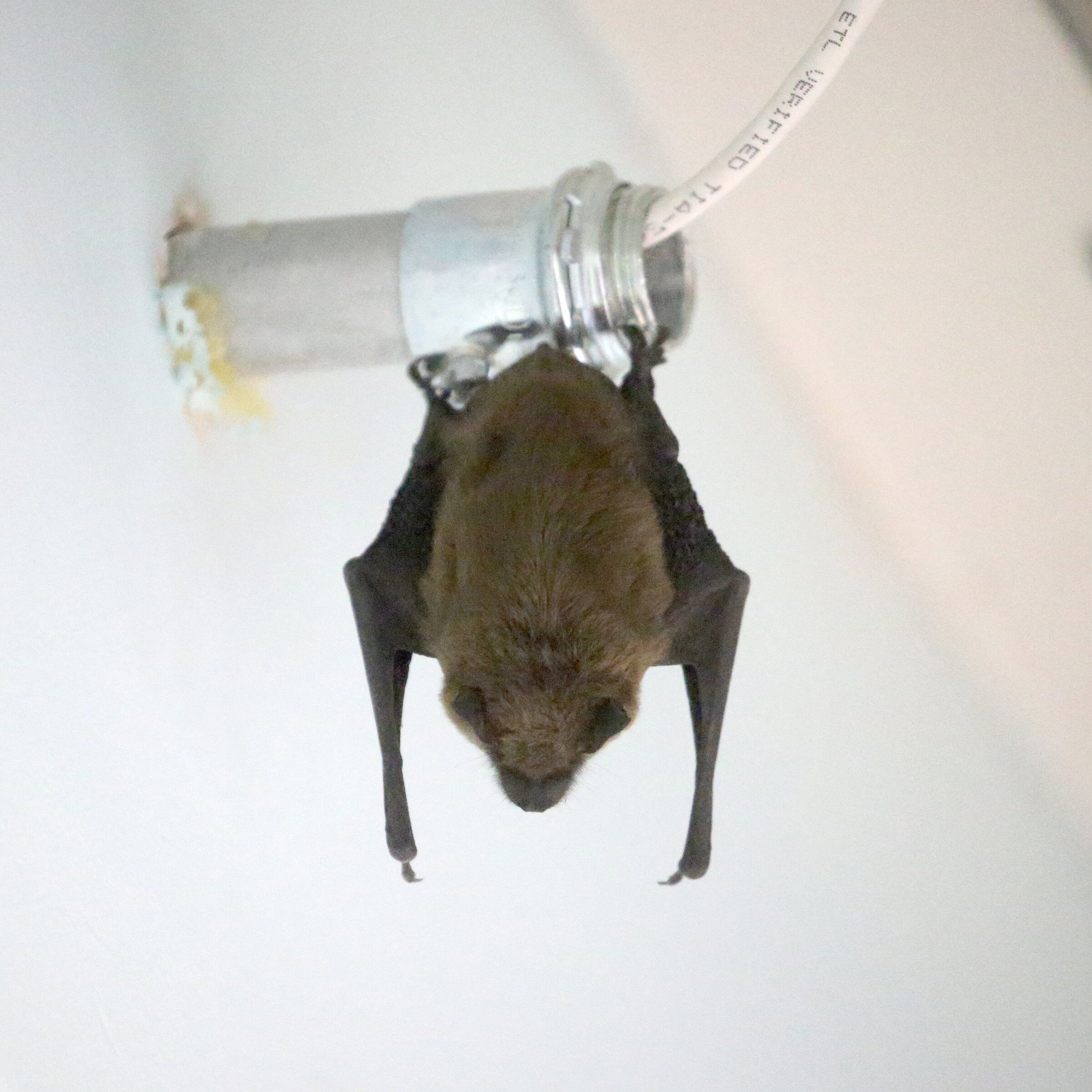 A bat hangs from a ceiling pipe in a Seattle building. The mammals have been spotted multiple times inside a Puyallup elementary school. (Travis Ness / The Seattle Times, 2018)
