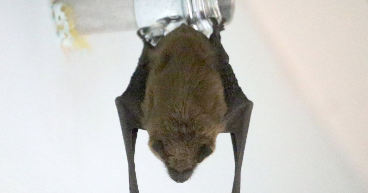 Bats found at Puyallup elementary school