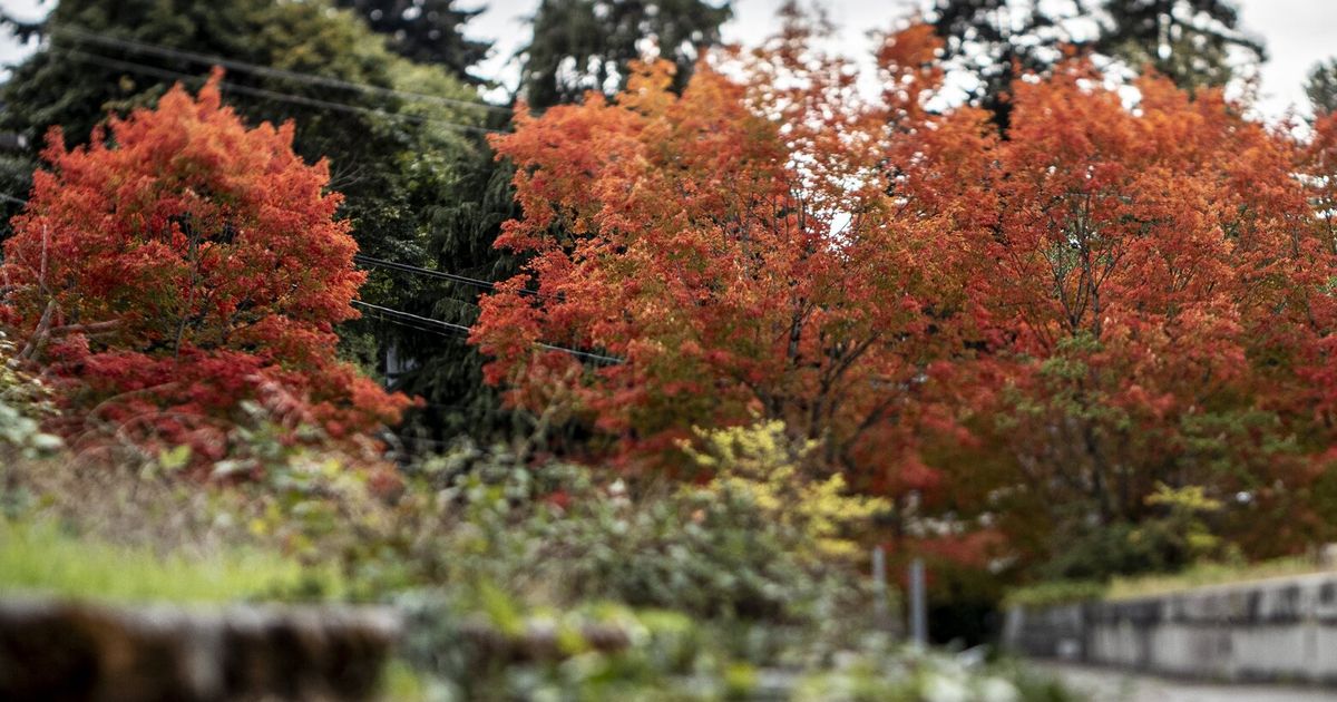 Fall foliage in Western Washington to be more vibrant and last longer