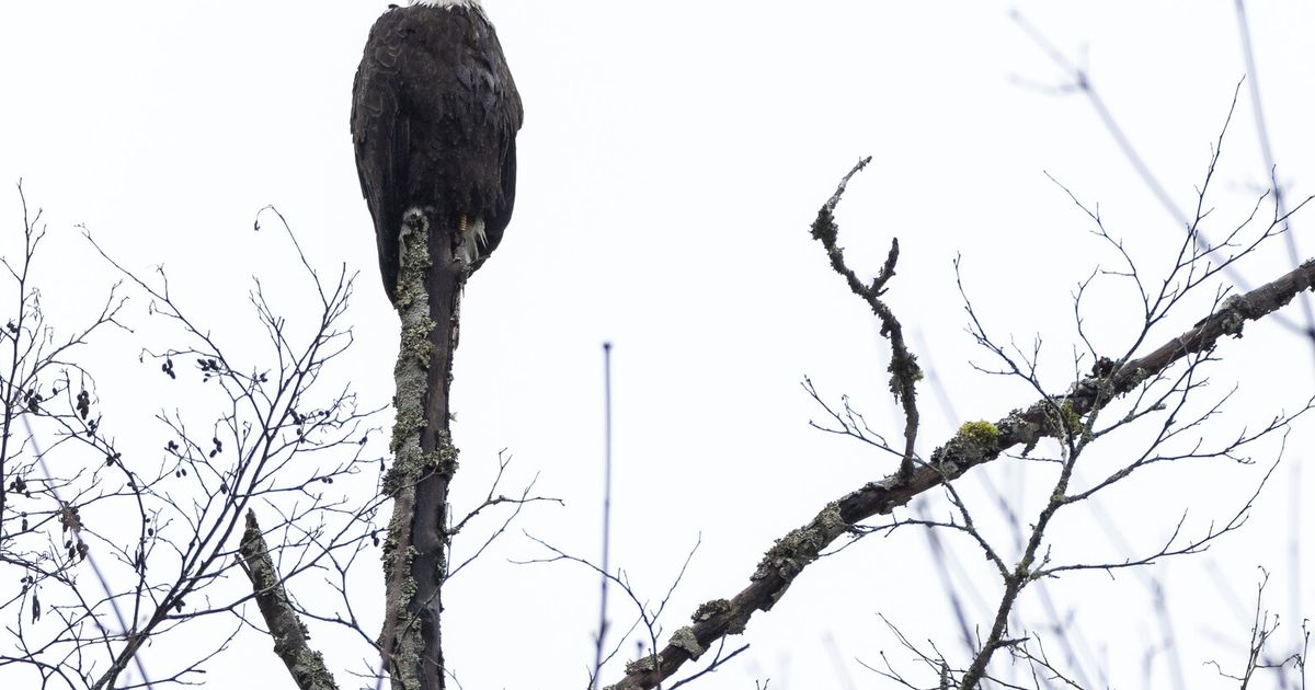 WA man pleads guilty to shooting two bald eagles