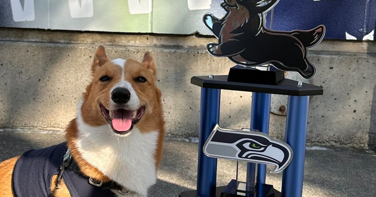 Seahawks’ Corgi Cup winner Banana goes viral for sassy look back at her ...
