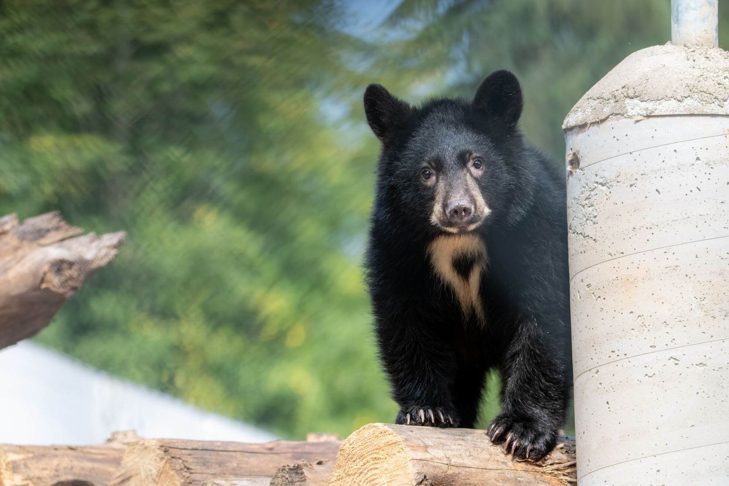 Ten black bear cubs are being rehabilitated at the PAWS animal shelter in Snohomish before five are set to be released in November. (PAWS)