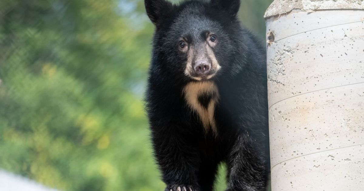 How much do 10 black bear cubs eat each day at a Snohomish rehab center?