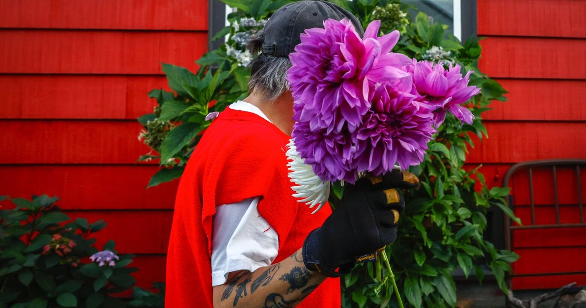 Well, hello, dahlias