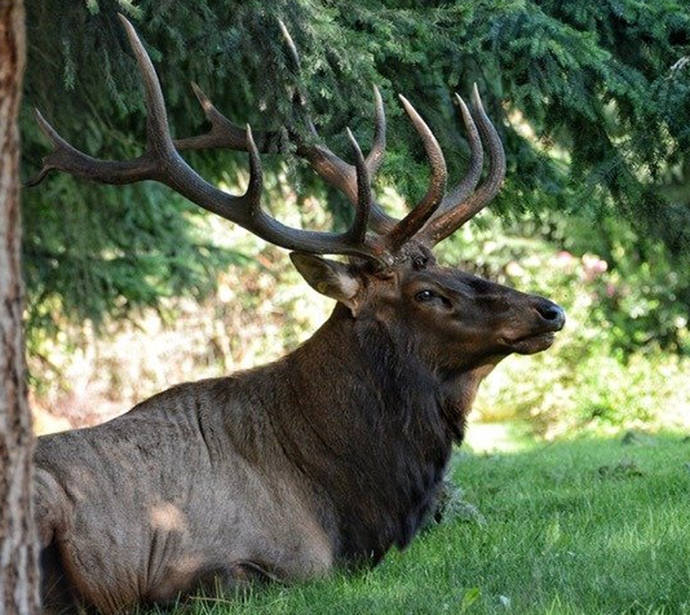 Whidbey Island’s only resident elk, known by locals as Bruiser, has died. The 6-foot, 1,000-pound elk was known for wandering the island alone. (Courtesy of Ralph Downes, file)