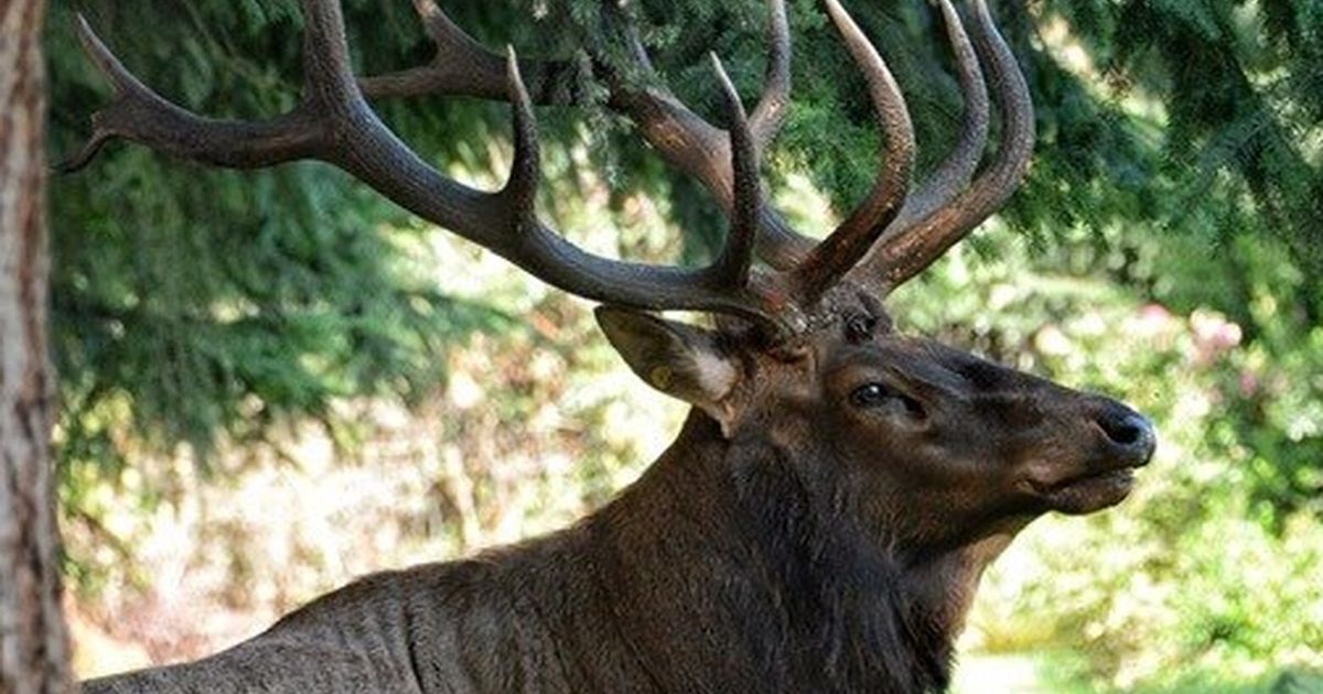 Lone elk on Whidbey Island, Bruiser, dies