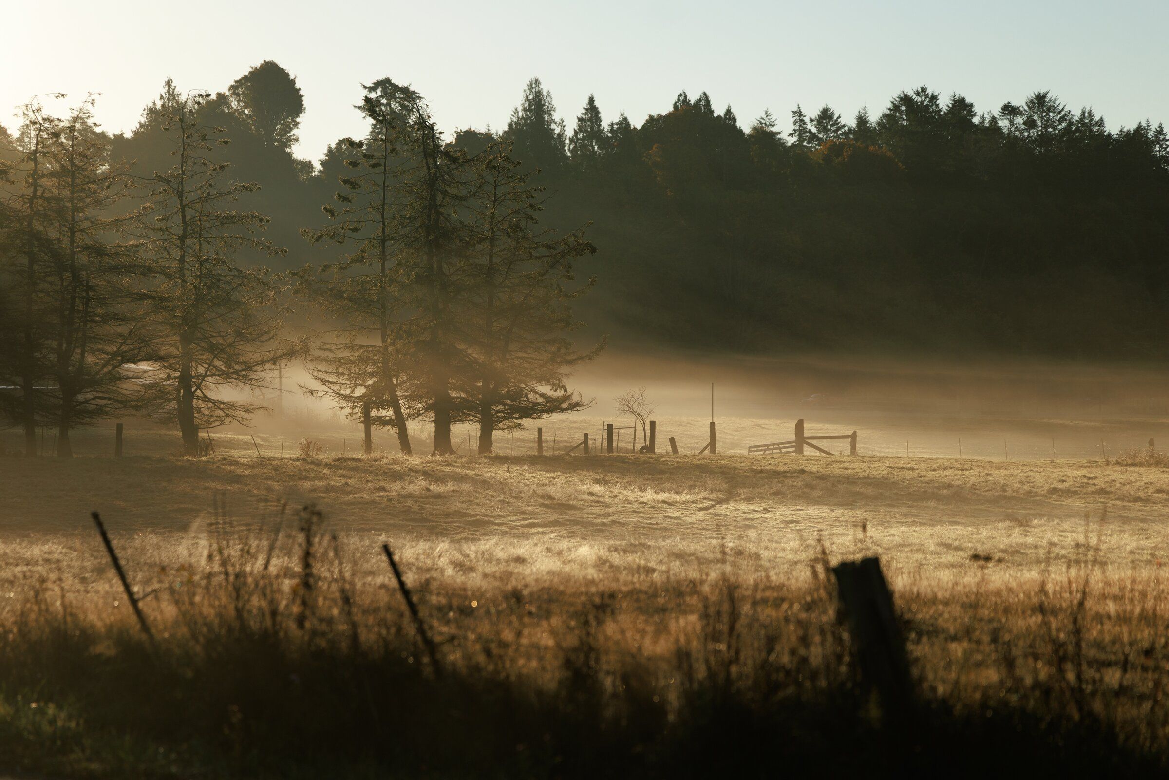 Sunlight breaks through the fog near the headquarters of the Lower Elwha Klallam Tribe. (Erika Schultz / The Seattle Times)