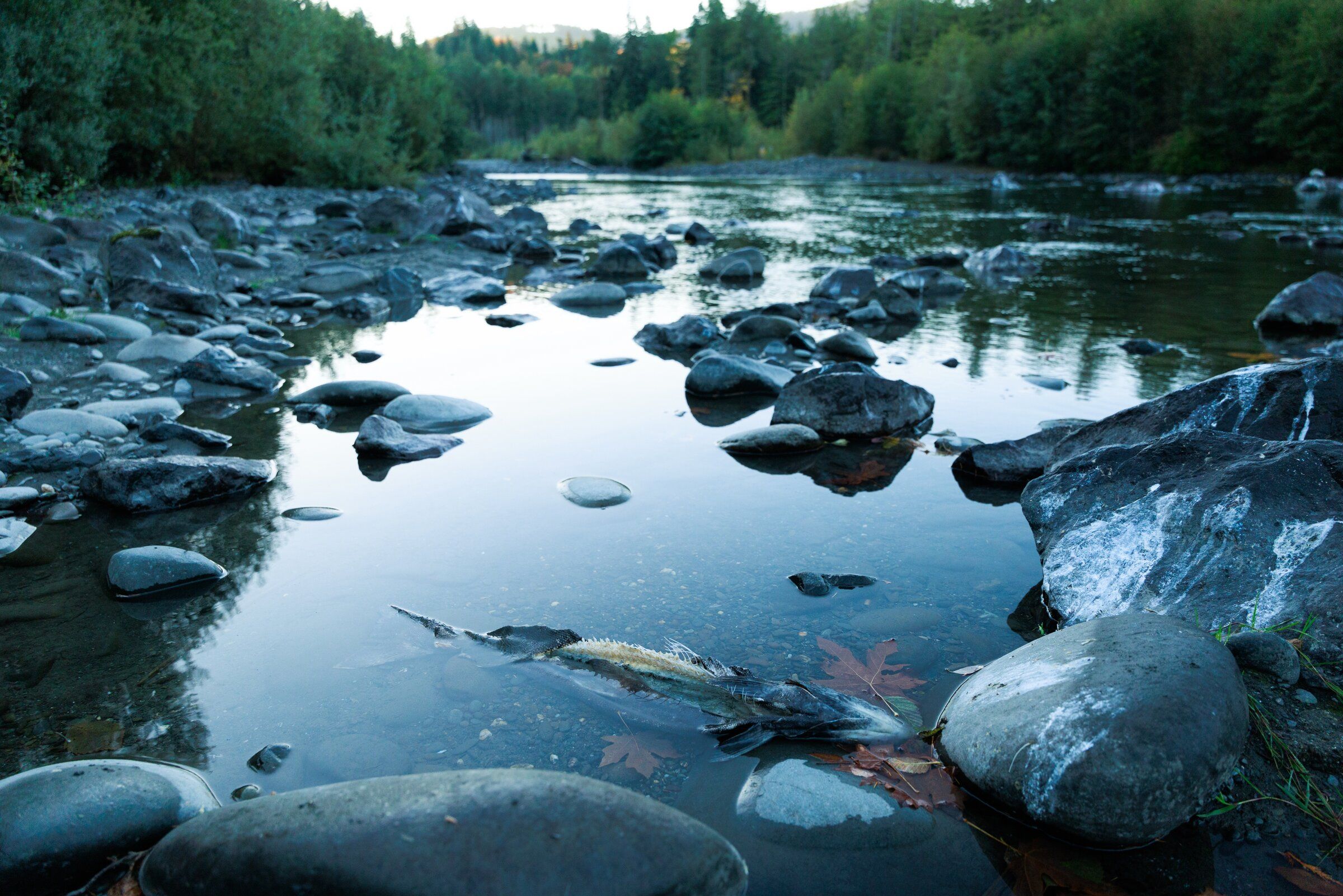 A salmon carcass drifts down the Elwha River on the northern coast of the Olympic Peninsula. (Erika Schultz / The Seattle Times)