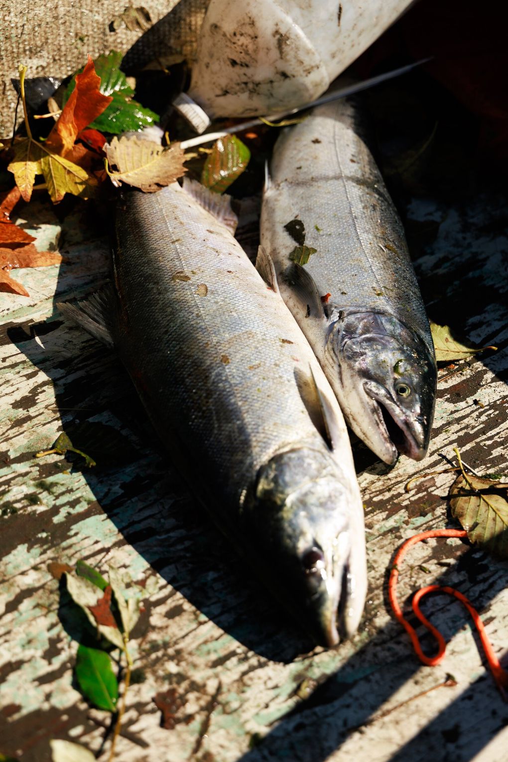 Joaquin Robideau, left, and Nyle Hepfer, members of the Lower Elwha Klallam Tribe, fish for Coho Salmon at the mouth of the Elwha River Wednesday, Oct. 7, 2026.    (Erika Schultz / The Seattle Times)