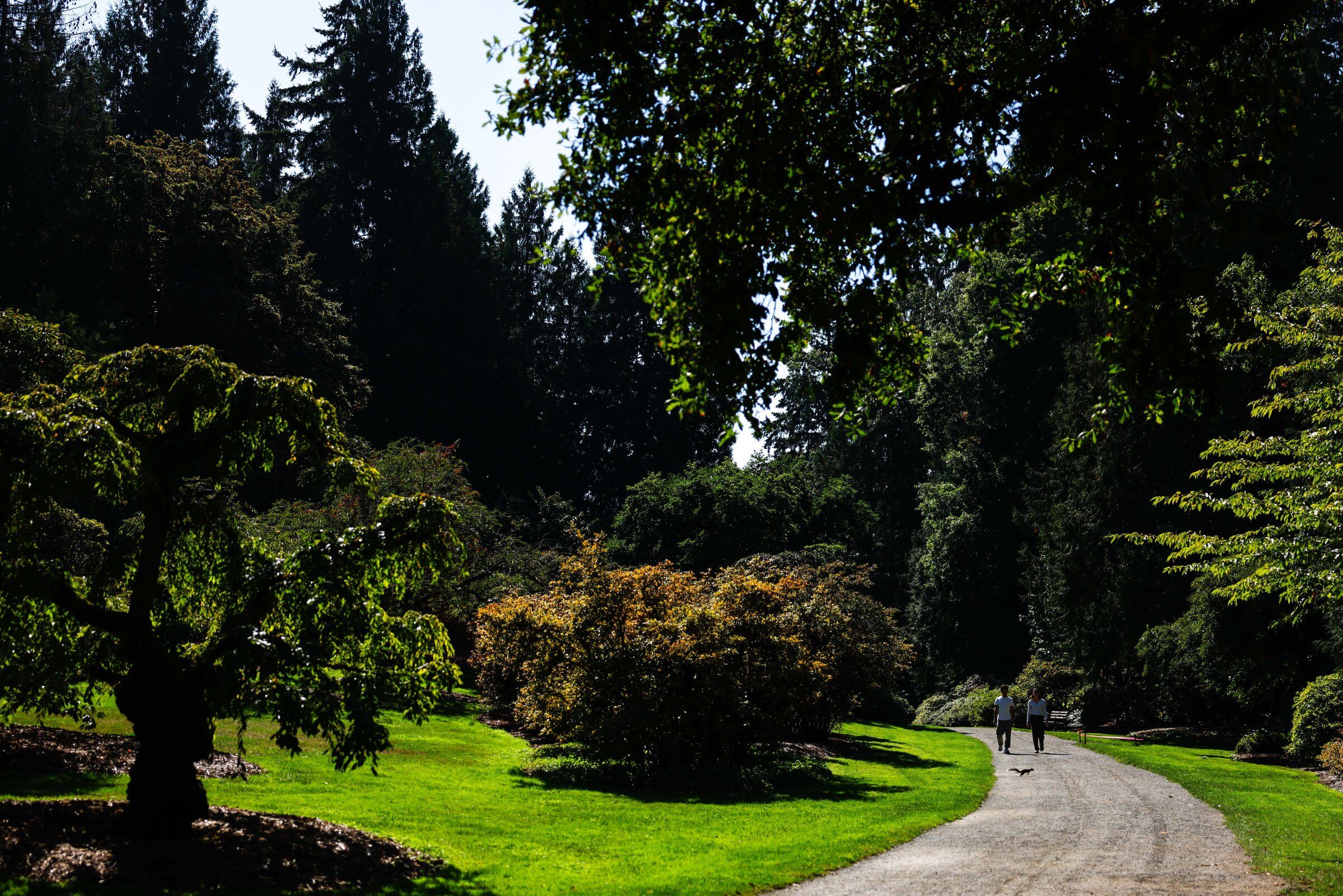 A squirrel runs by park-goers at Washington Park Arboretum in Seattle last month. (Andrew Burke-Stevenson / The Seattle Times)
