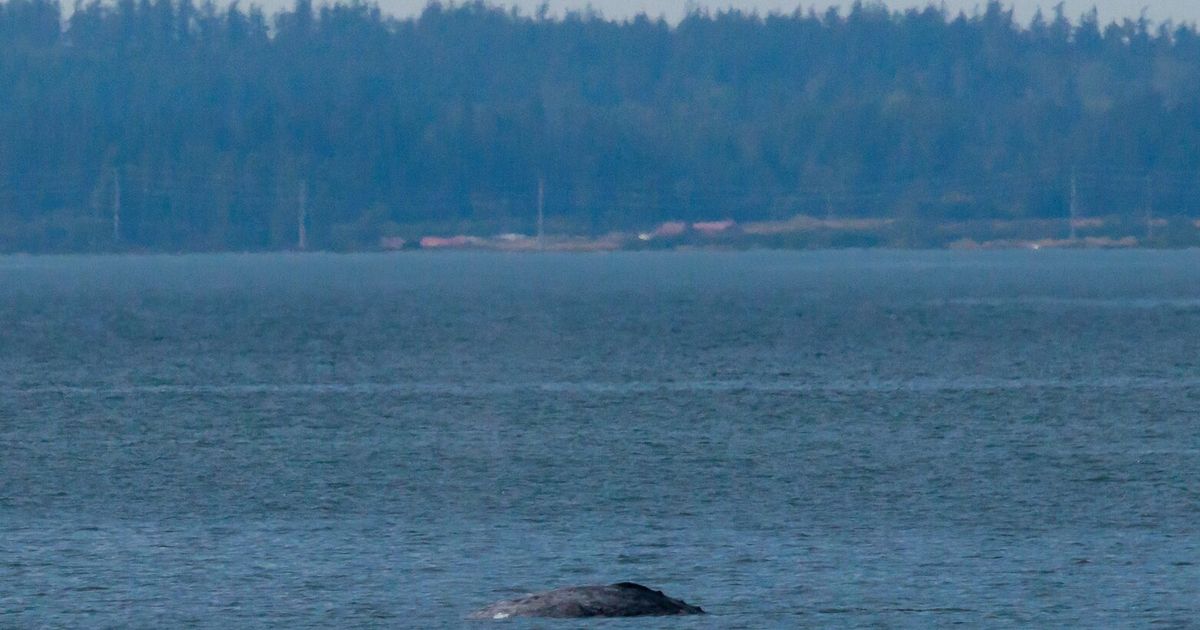 WA among 4 states with highest rate of whale entanglements: report