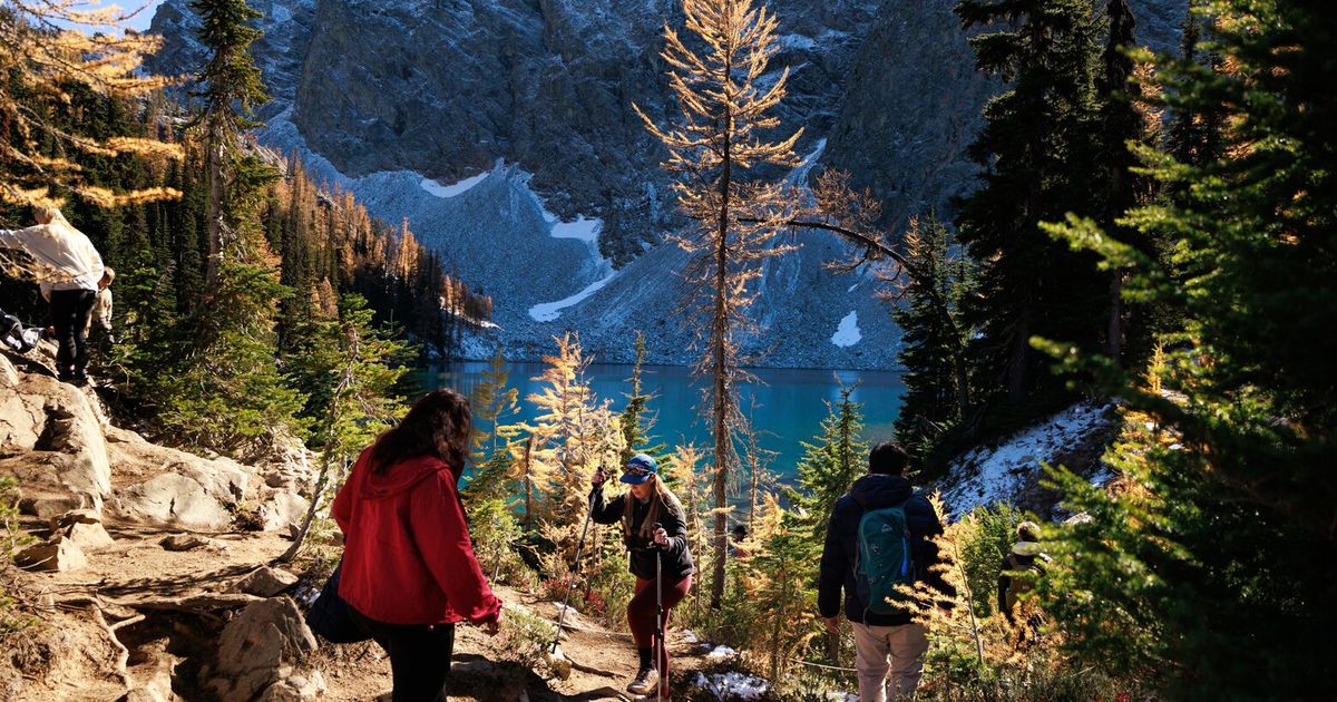 This Instagram-favorite tree could face changes in warming PNW