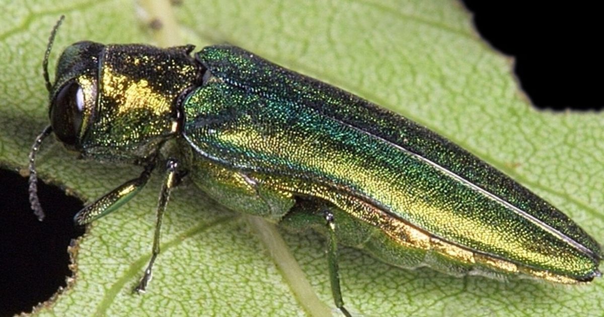 Invasive emerald ash borers devastating trees spread to Eastern WA