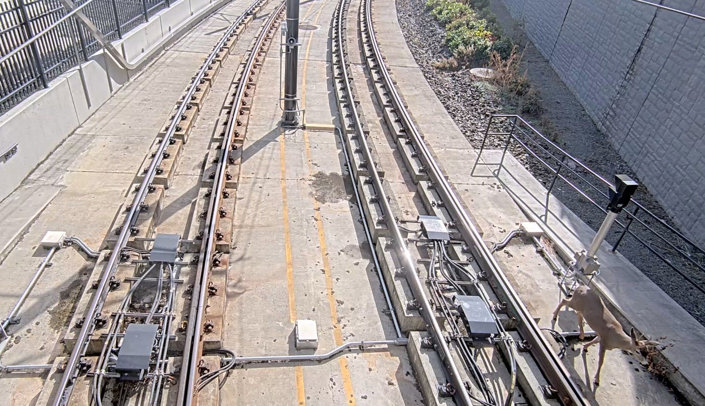The deer, visible in the lower-right corner, ran 1.5 miles along the light-rail tracks Wednesday, including this section near a tunnel in downtown Bellevue. (Photo courtesy of Sound Transit)