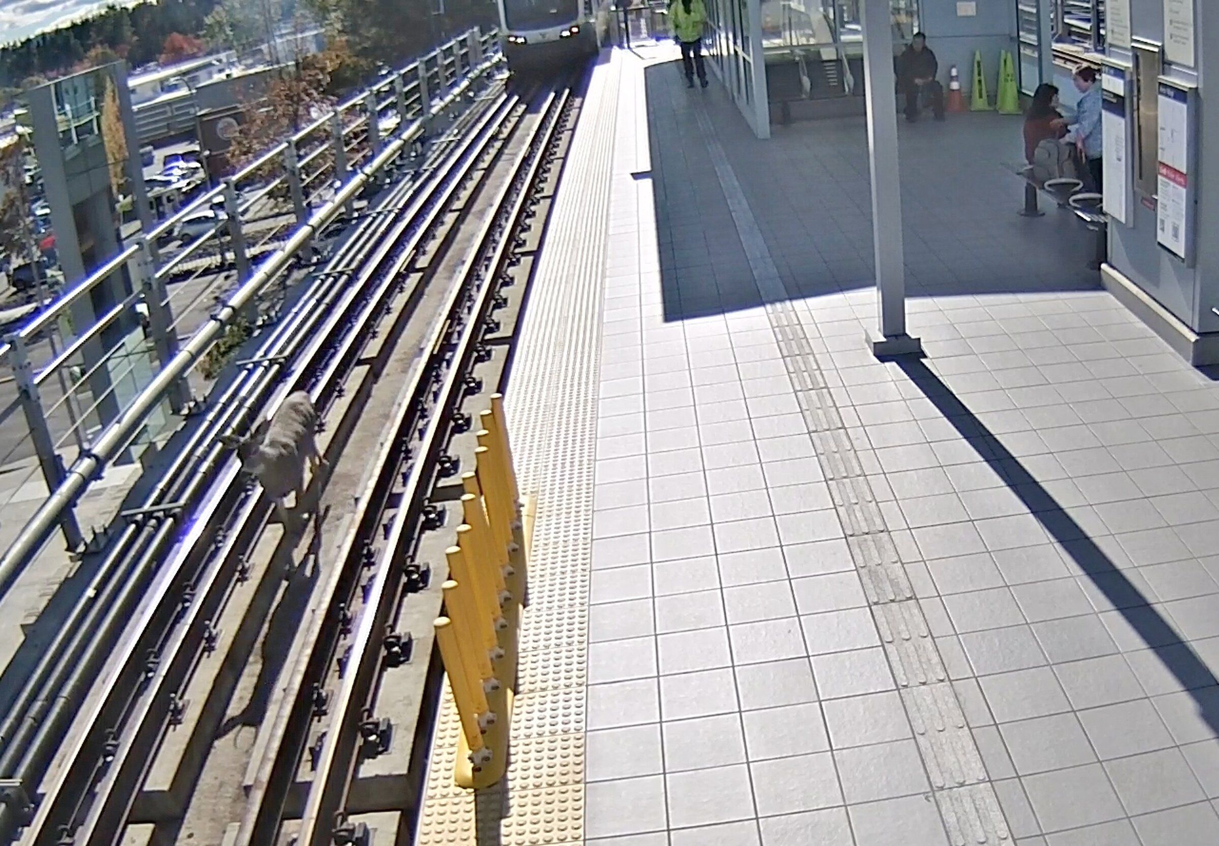 As a train approaches from behind, this lost deer trots through Wilburton Station during its 1 1/2-mile wanderings on Bellevue light rail tracks Wednesday. (Courtesy of Sound Transit)