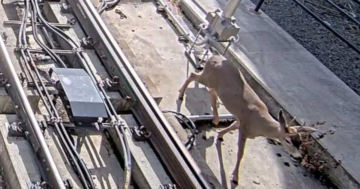 A deer prances along the light rail tracks in downtown Bellevue