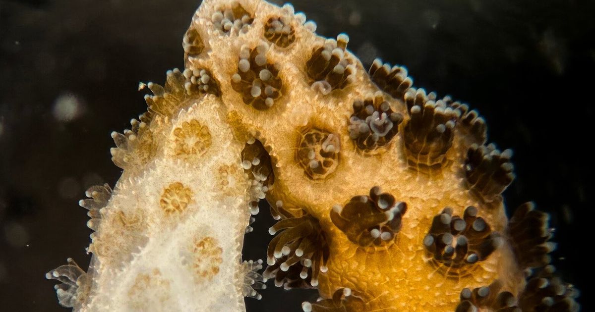To heal these bleached corals, all it took was a little touch
