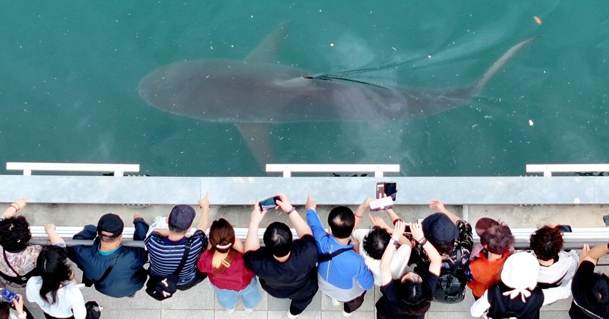 A wayward shark becomes a celebrity in South Korea