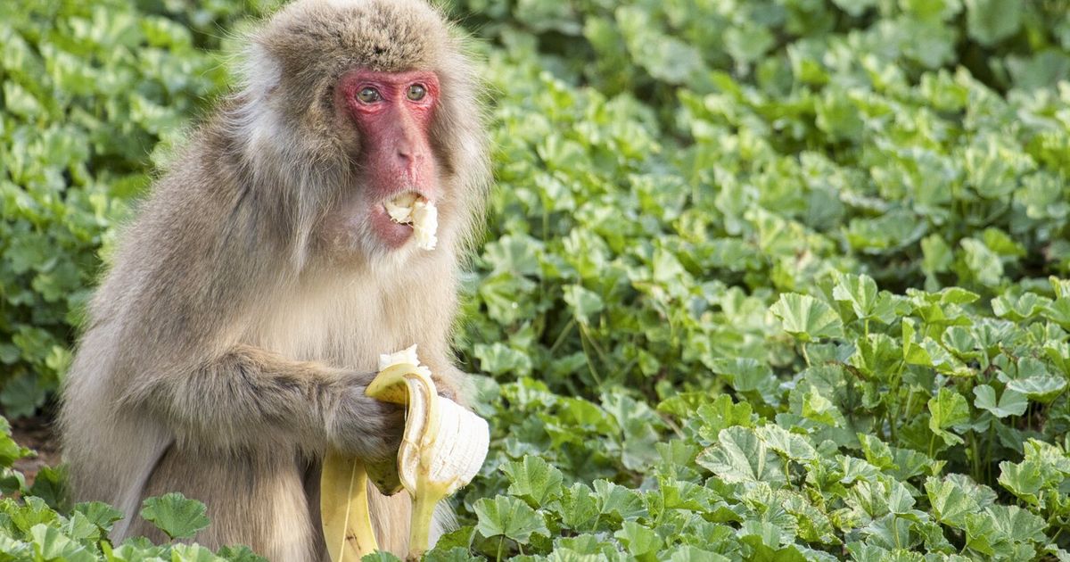 Germaphobe primates want to avoid getting sick, too