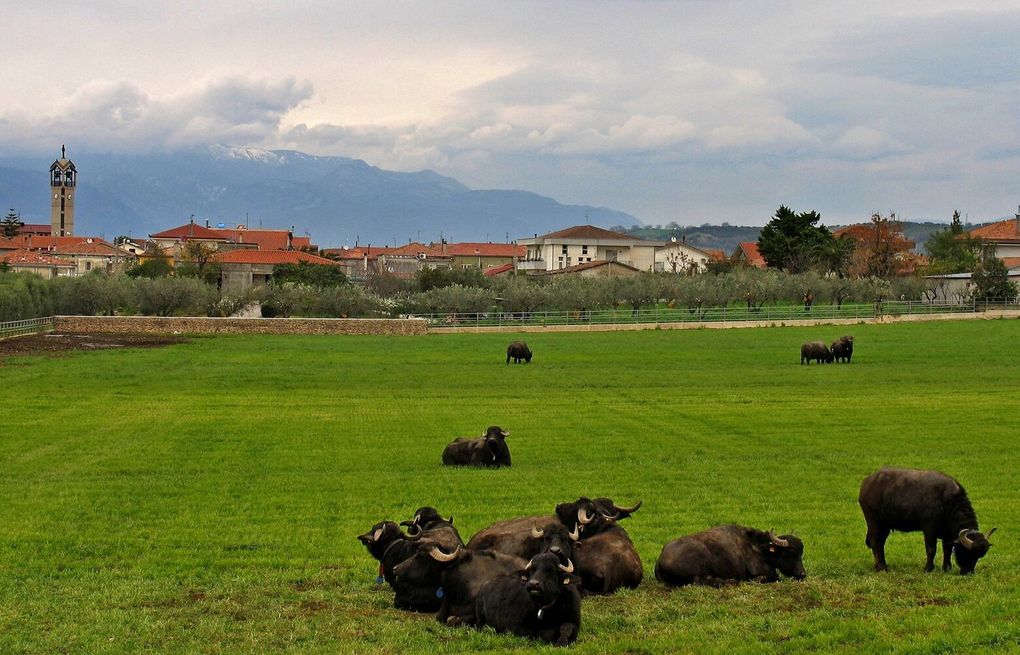 Italy's Buffalo Mozzarella production halted by trucker protests