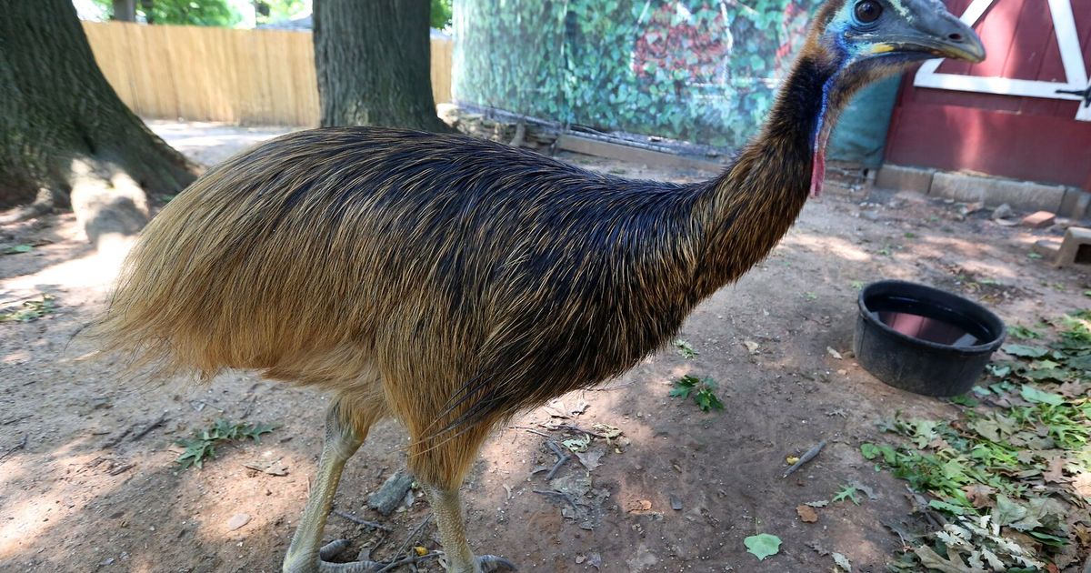 Australian zoo plays matchmaker for giant birds, and big green eggs are proof