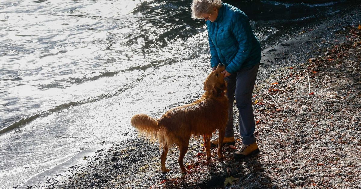 The dog days of autumn