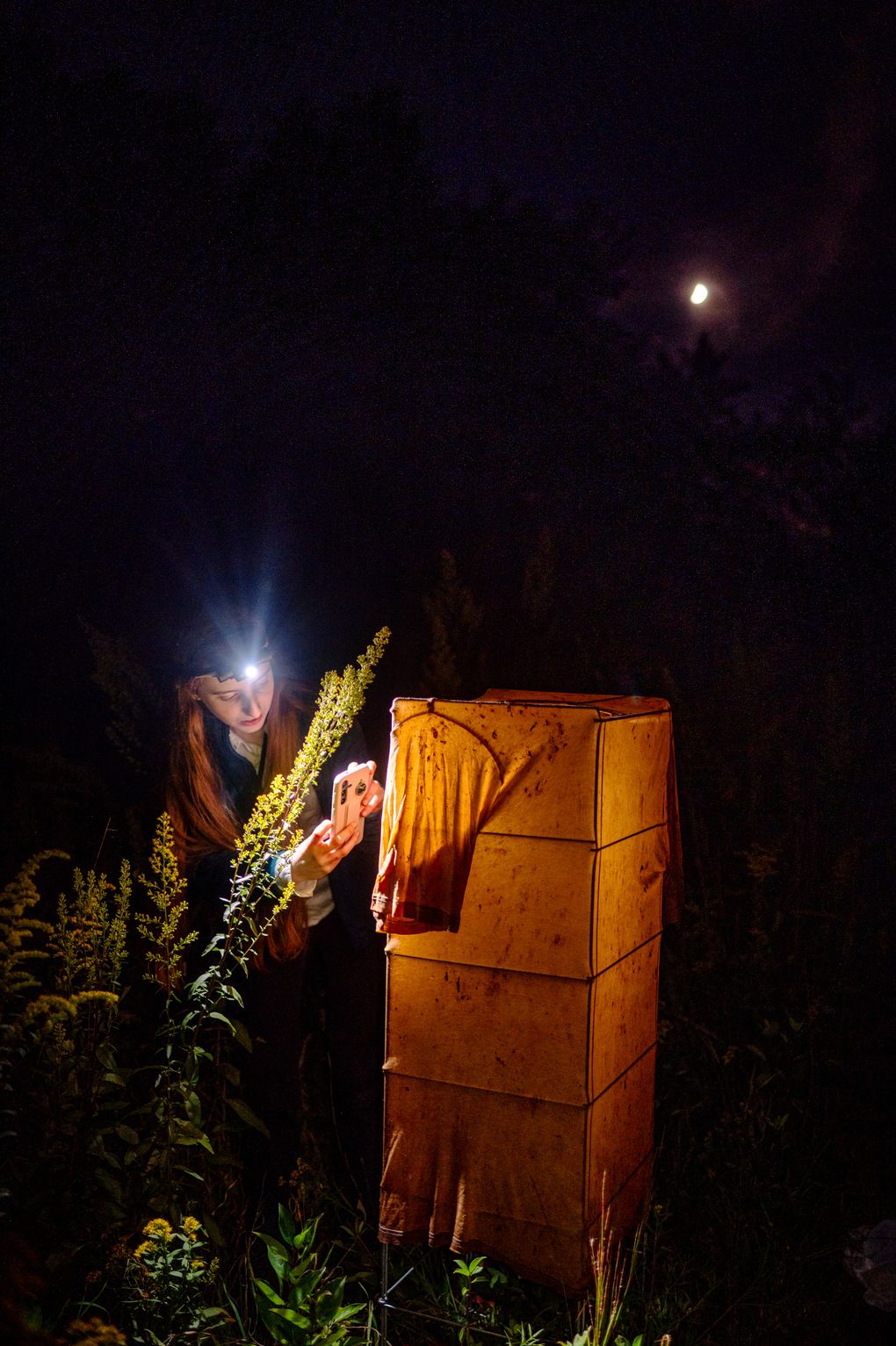 Flying Tiger Machine Why Has This Teenager Tracked Down 11,377 Moths Since April? | The ...