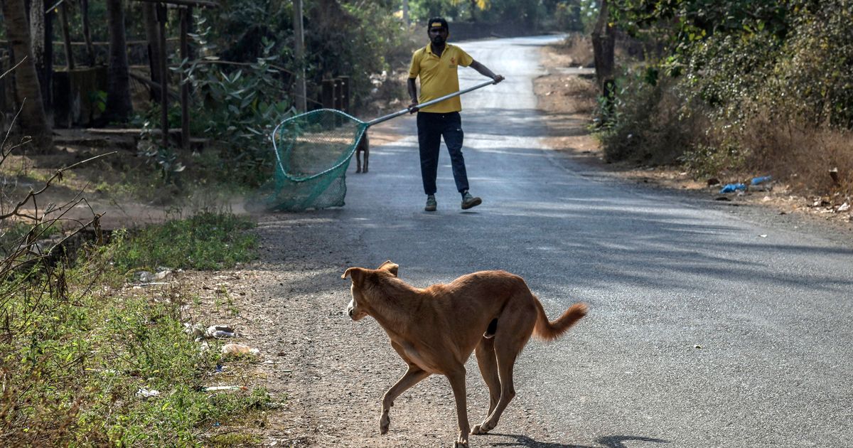 Is rabies making a comeback?