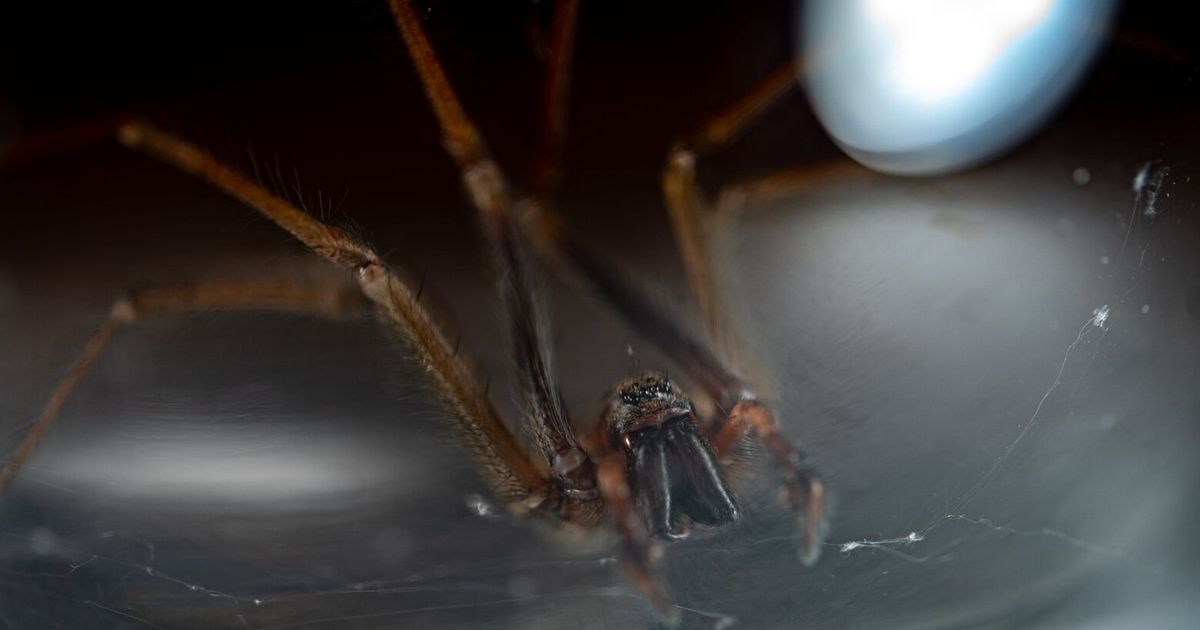 It’s spider season — but expert reminds that indoor spiders belong indoors