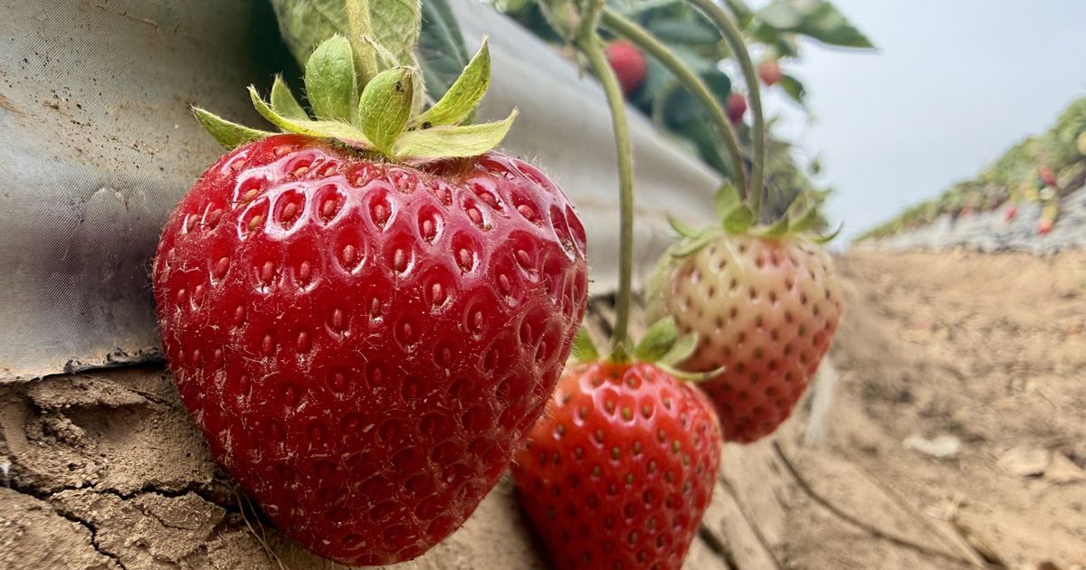 Strawberry farmer hopes steam holds the key to healthy soil and a better crop