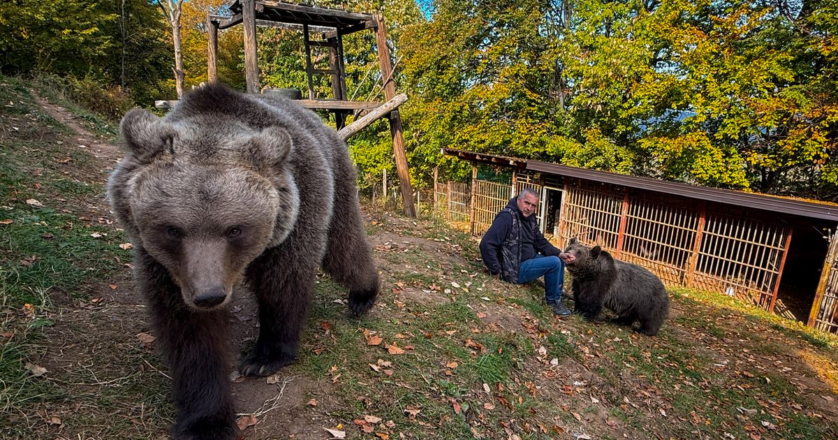 A Bosnian man rescued an abandoned bear cub. Now they’re inseparable