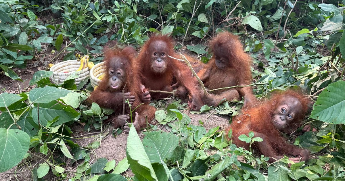 Baby orangutans in India expose illegal wildlife trade as experts question a billionaire’s zoo