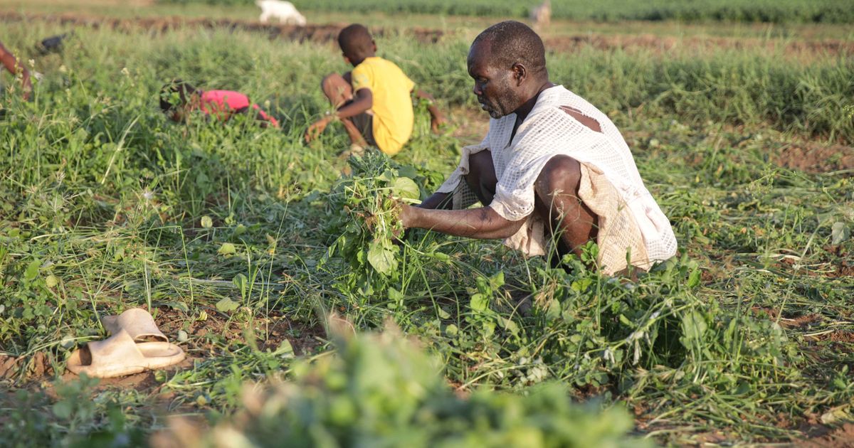 Sudan’s famine risk worsened by conflict, draught and funding shortages, report says